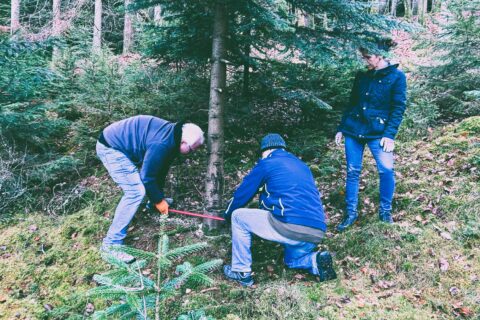 news_weihnachtsbaum2024_0