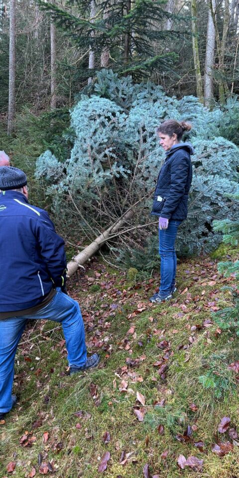 news_weihnachtsbaum2024_1