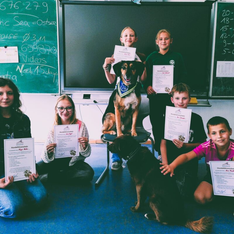 news_schulhunde2025_0