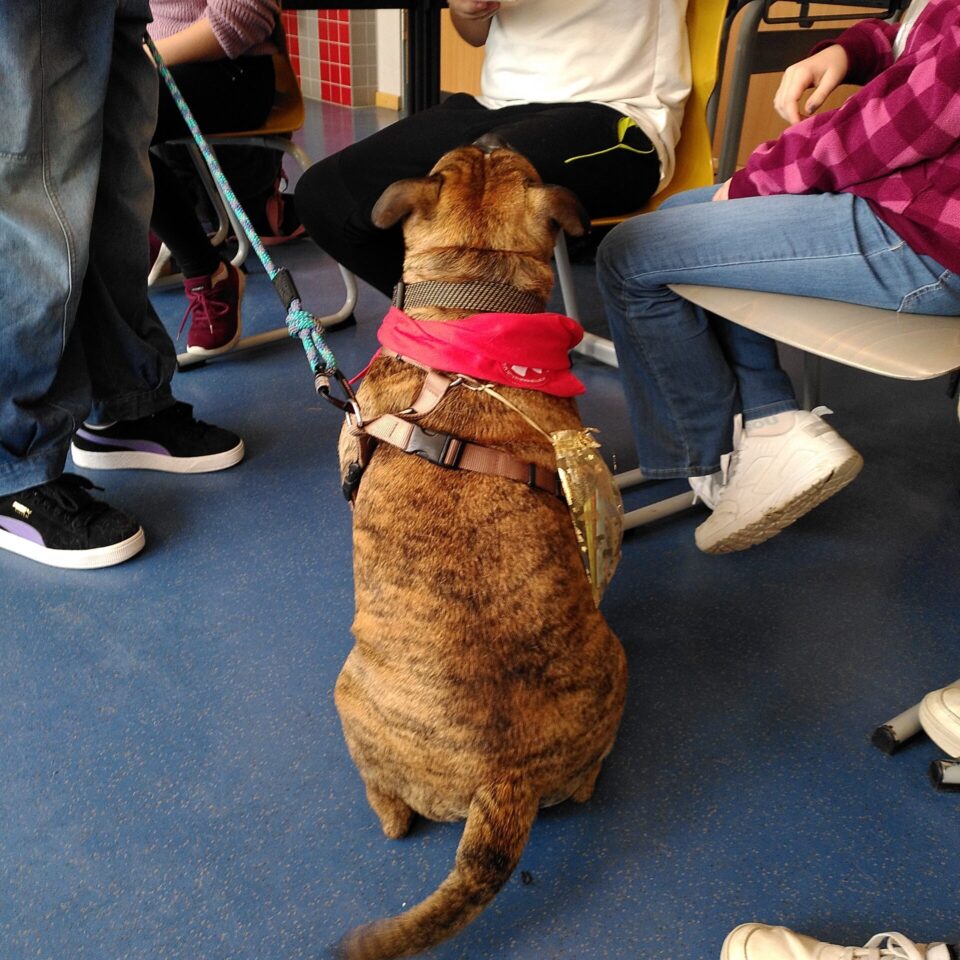 news_schulhunde_ (6)