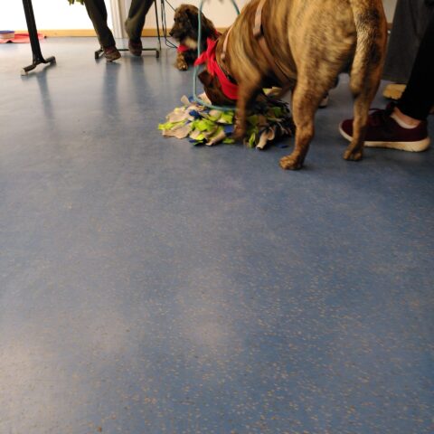 news_schulhunde_ (7)