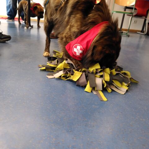news_schulhunde_ (8)