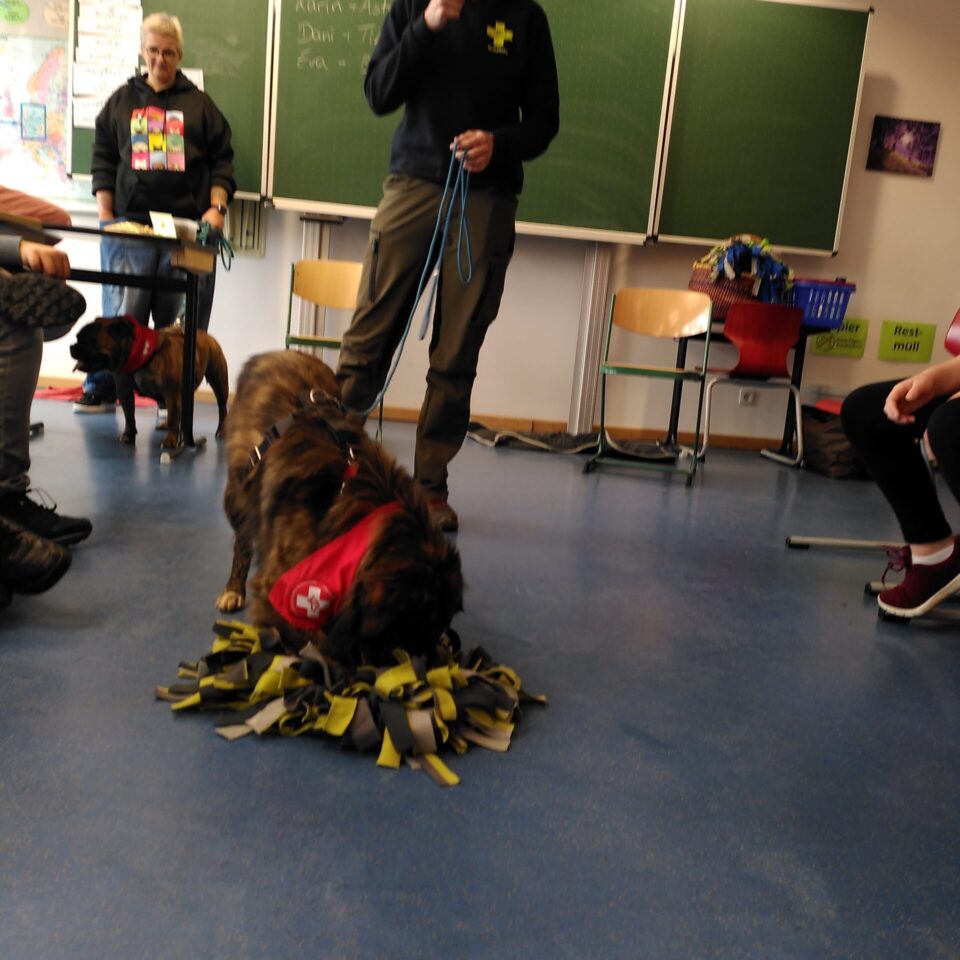 news_schulhunde_ (9)