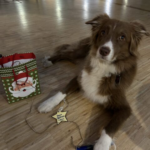 news_wunschsterne_ (3)