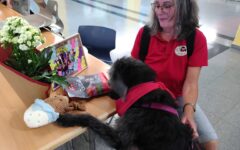 news_Lesehundeinsätze_ 0